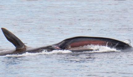 Rorqual commun en alimentation